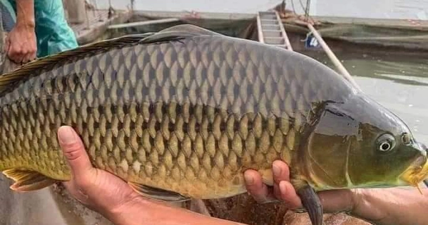 CÁ CHÉP GIÒN SÔNG ĐÀ: KHÁM PHÁ HƯƠNG VỊ ĐỘC ĐÁO TỪ DÒNG SÔNG HUYỀN THOẠI CÁ CHÉP GIÒN SÔNG ĐÀ: KHÁM PHÁ HƯƠNG VỊ ĐỘC ĐÁO TỪ DÒNG SÔNG HUYỀN THOẠI