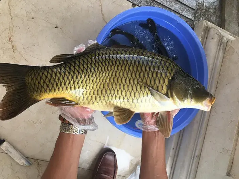 CÁ CHÉP GIÒN SÔNG ĐÀ: KHÁM PHÁ HƯƠNG VỊ ĐỘC ĐÁO TỪ DÒNG SÔNG HUYỀN THOẠI CÁ CHÉP GIÒN SÔNG ĐÀ: KHÁM PHÁ HƯƠNG VỊ ĐỘC ĐÁO TỪ DÒNG SÔNG HUYỀN THOẠI
