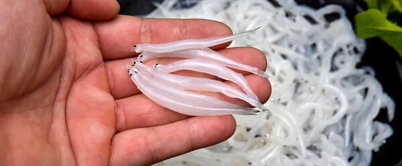 ca ngan song da 1 1 2