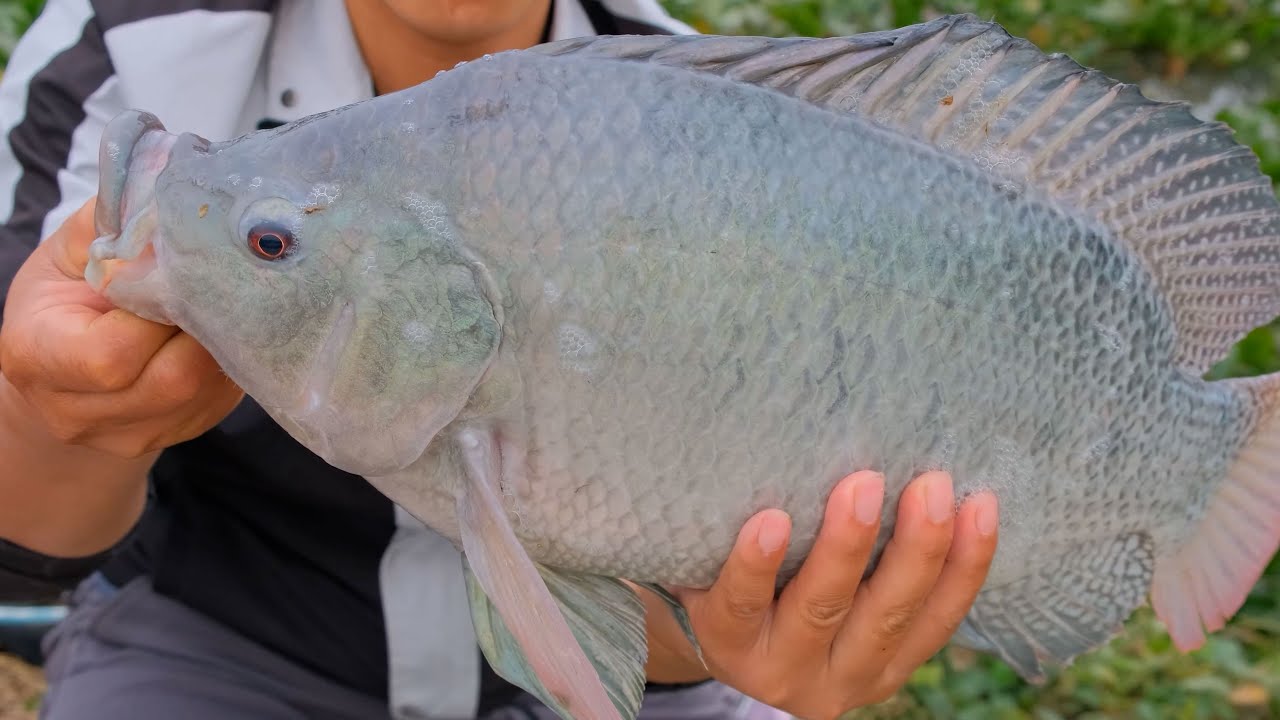 CÁ RÔ PHI SÔNG ĐÀ: KHÁM PHÁ HƯƠNG VỊ TƯƠI NGON ĐẶC TRƯNG MỖI NGÀY! CÁ RÔ PHI SÔNG ĐÀ: KHÁM PHÁ HƯƠNG VỊ TƯƠI NGON ĐẶC TRƯNG MỖI NGÀY!