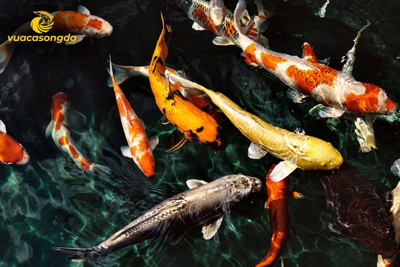 5 Lý Do Cá Koi Sông Đà Được Săn Lùng Nhiều Nhất 2025 |Vua Cá Sông Đà 5 Lý Do Cá Koi Sông Đà Được Săn Lùng Nhiều Nhất 2025 |Vua Cá Sông Đà