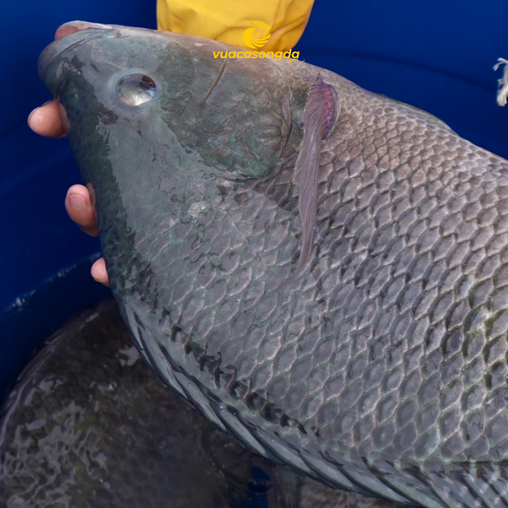 Cá Rô Phi Sông Đà Vào Mùa – Tươi Ngon Khó Cưỡng Tại Vua Cá Sông Đà Cá Rô Phi Sông Đà Vào Mùa – Tươi Ngon Khó Cưỡng Tại Vua Cá Sông Đà