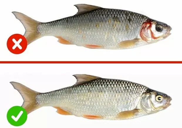 Vua Cá Sông Đà | Số 1 Cách chọn cá tươi ngon chuẩn dân sành ăn Cách chọn cá tươi ngon chuẩn dân sành ăn | Vua Cá Sông Đà