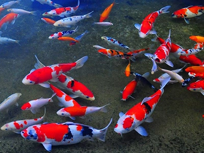 Cá Koi Sông Đà Có Gì Khác Biệt So Với Cá Koi Nhật Bản?