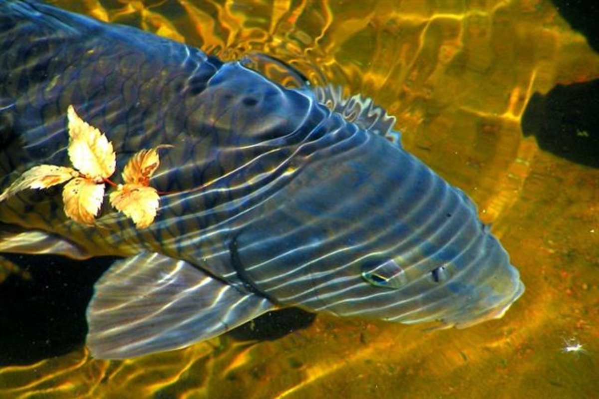 Cá Sông Đà Và Cá Nuôi Công Nghiệp: 9 Điểm Khác Nhau Bạn Cần Biết Cá Sông Đà Và Cá Nuôi Công Nghiệp: 9 Điểm Khác Nhau Bạn Cần Biết