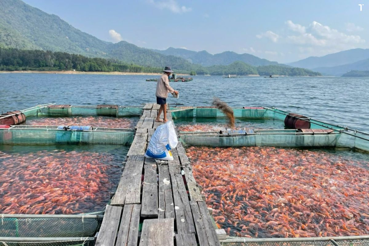 Cá Sông Đà Có An Toàn, Sạch Và Ngon Không?