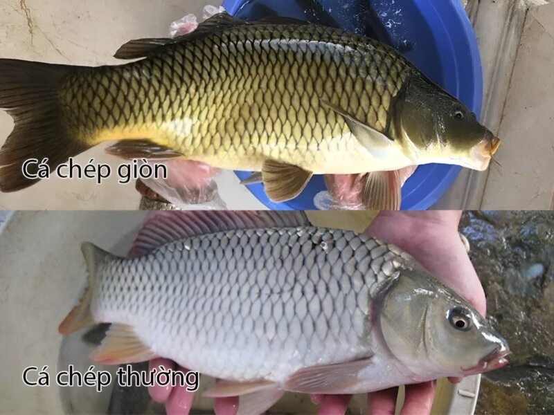 5 Điểm Khác Biệt Cá Chép Giòn Sông Đà và Cá Chép Thường 5 Điểm Khác Biệt Cá Chép Giòn Sông Đà và Cá Chép Thường