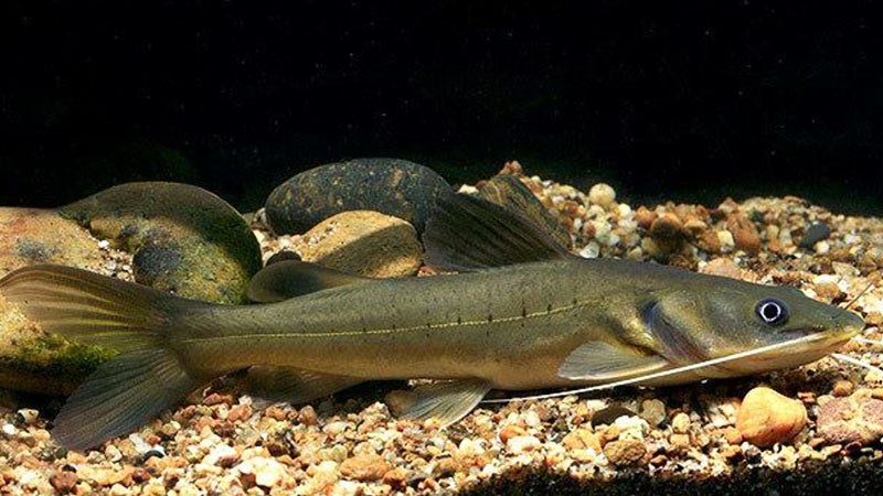 Cá lăng sông Đà – 1 đặc sản ngon khó cưỡng| Vua Cá Sông Đà Vua cá Sông Đà